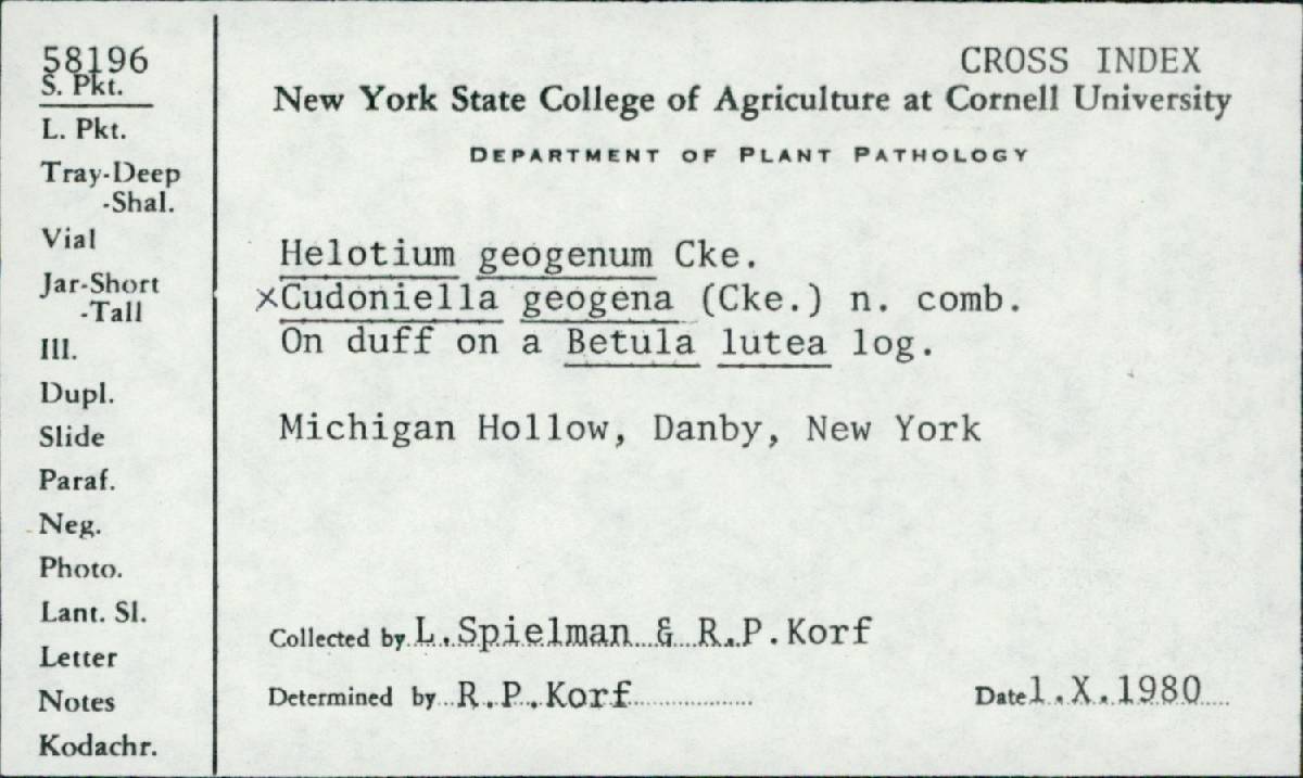 Phaeohelotium geogenum image