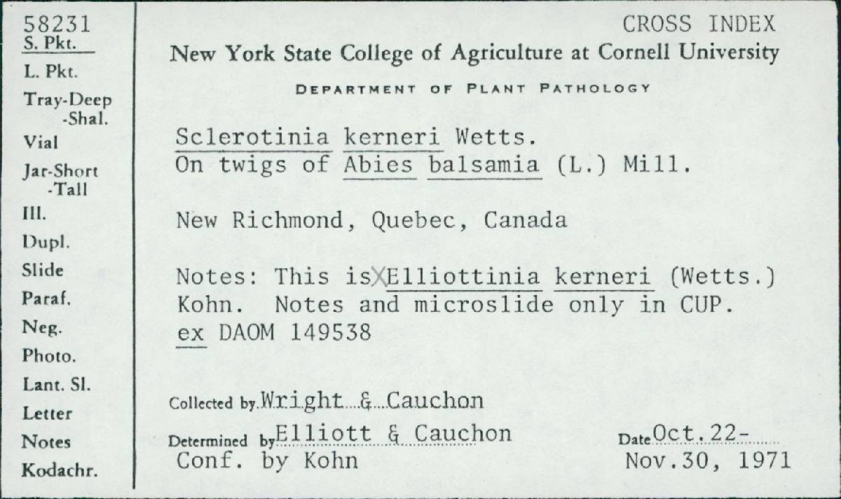 Elliottinia image