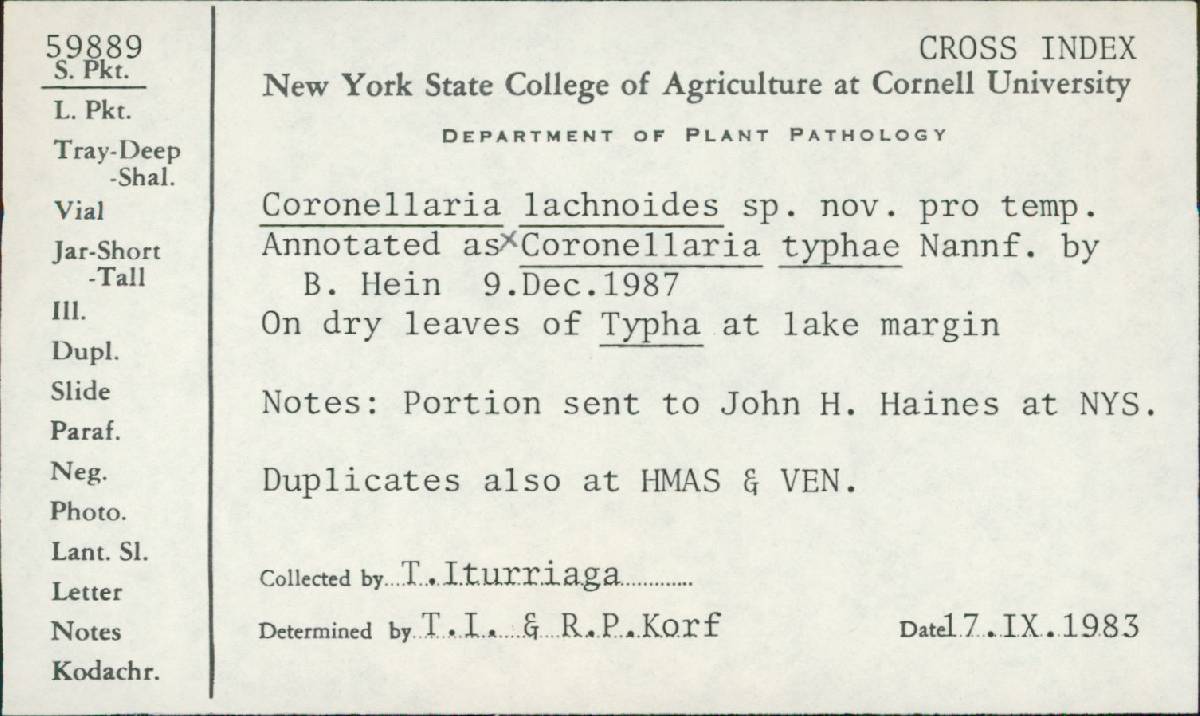 Coronellaria typhae image