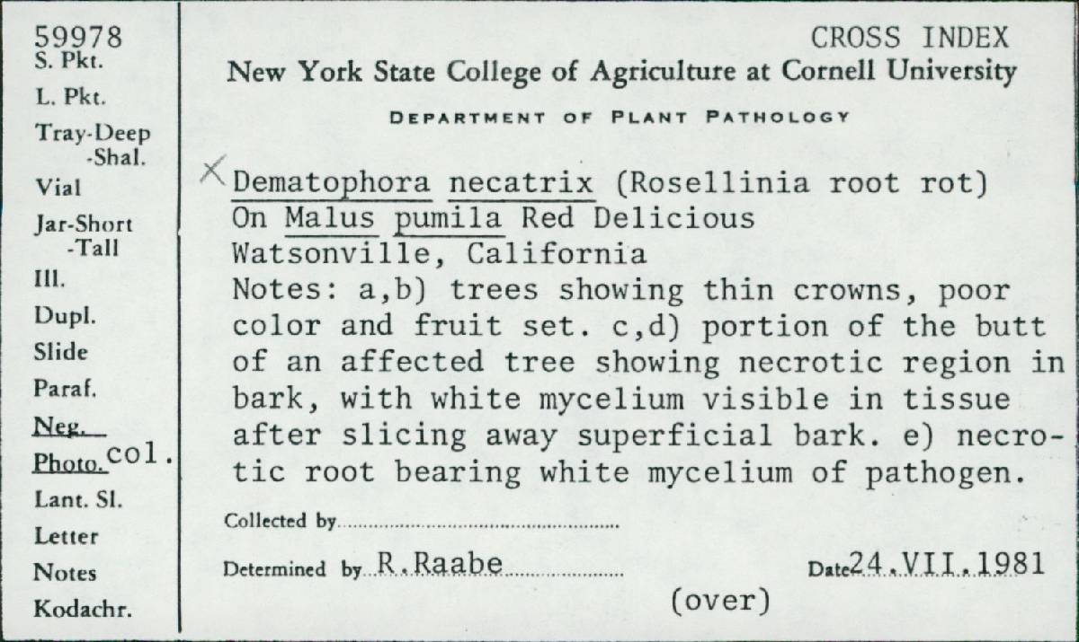 Rosellinia necatrix image