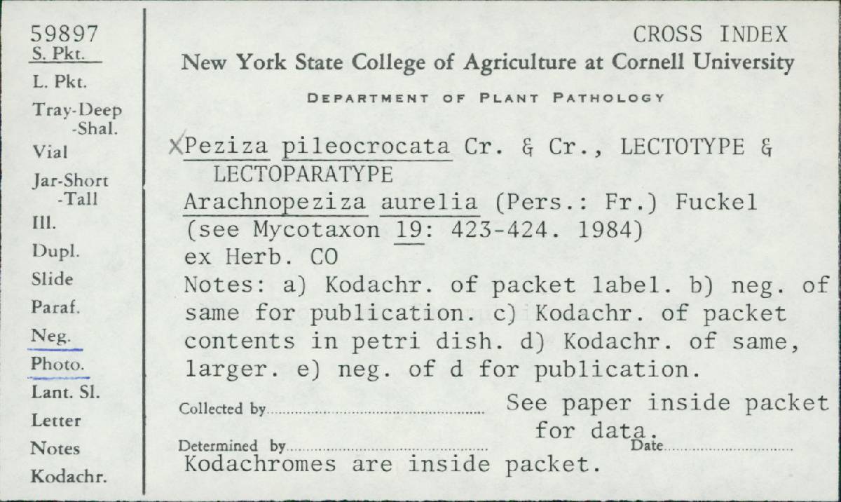 Peziza pileocrocata image