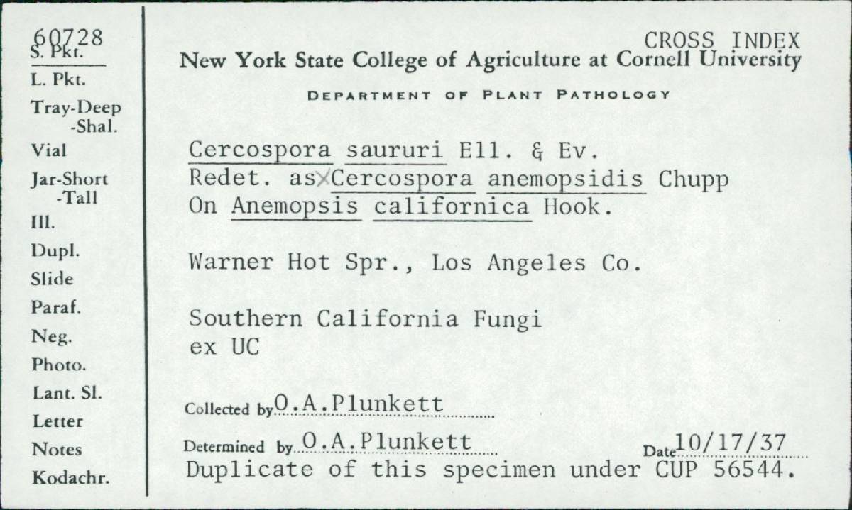 Cercospora anemopsidis image