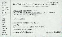 Dicaeoma epilobii-tetragoni image