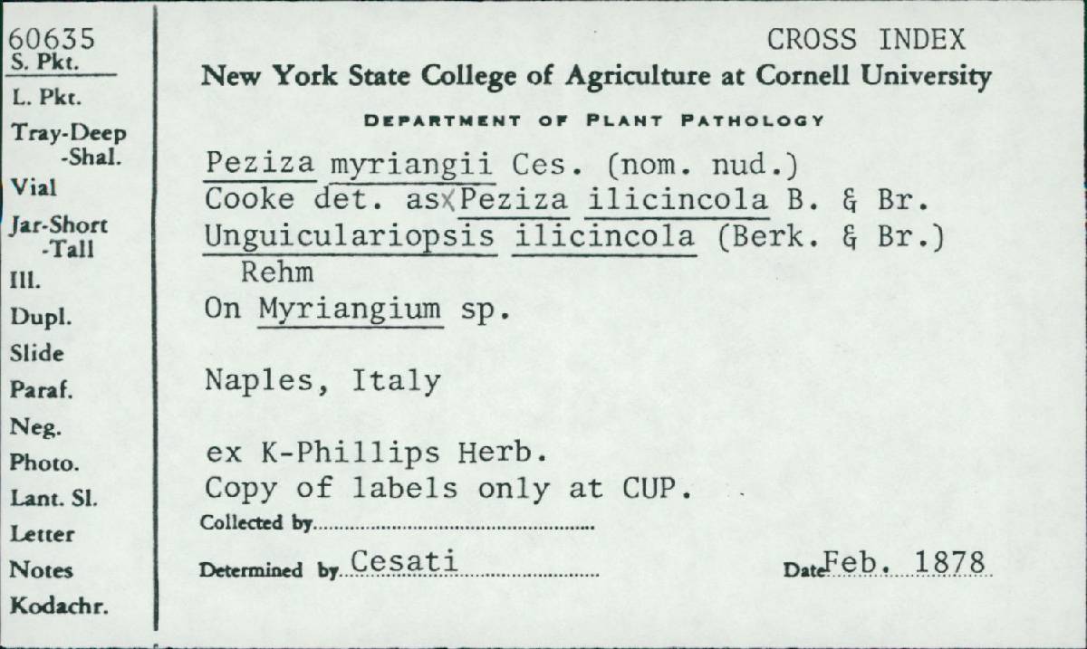 Unguiculariopsis ilicincola image