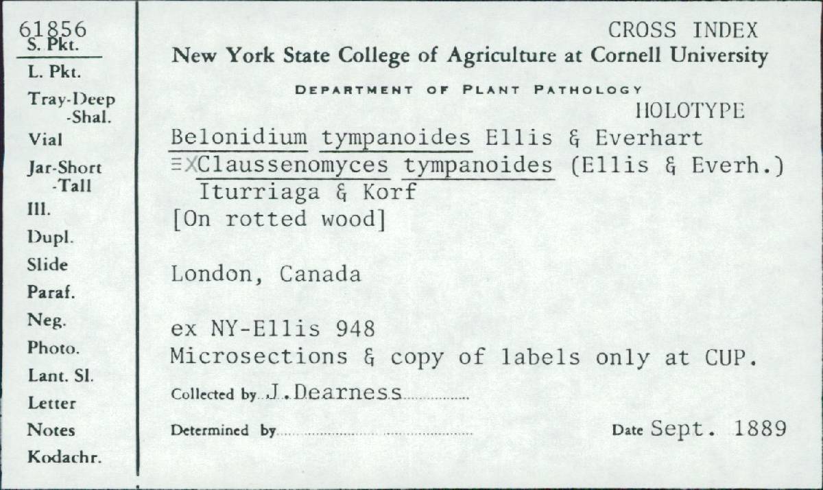 Claussenomyces tympanoides image