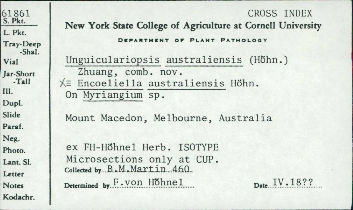 Encoeliella australiensis image