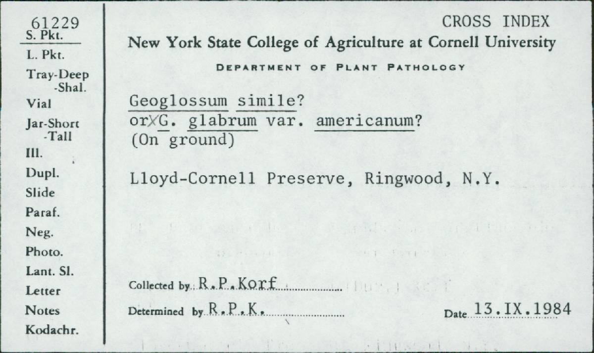 Geoglossum glabrum var. americanum image