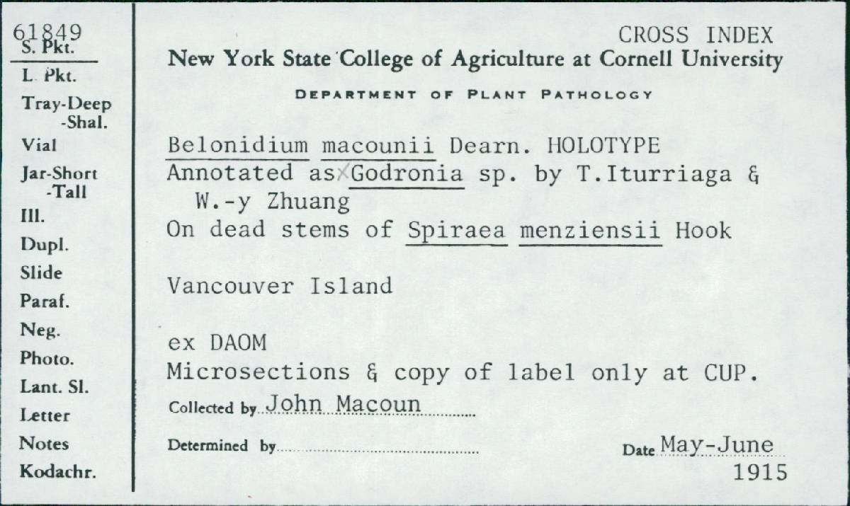 Belonidium macounii image