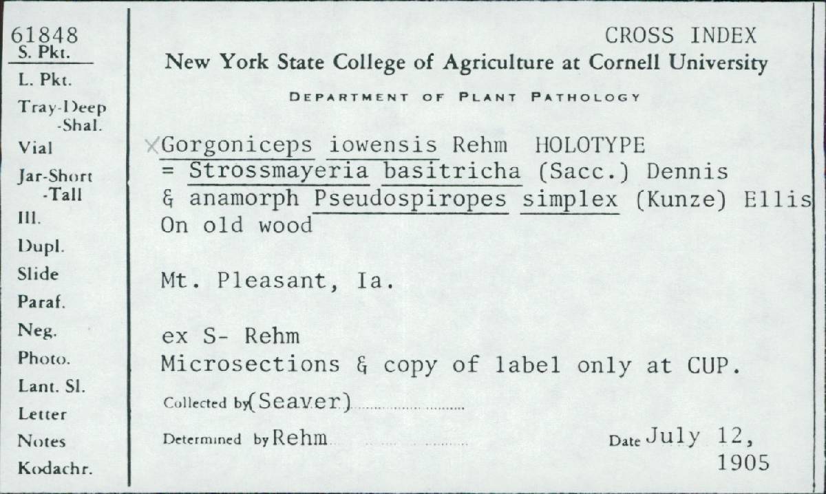 Strossmayeria bakeriana image