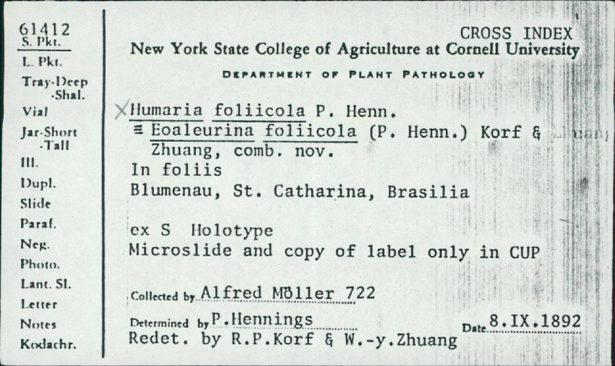 Eoaleurina foliicola image