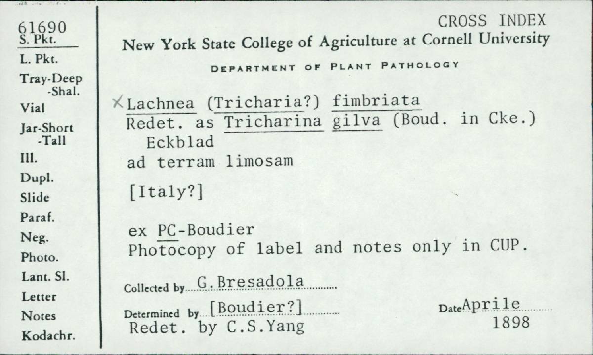 Tricharina gilva image