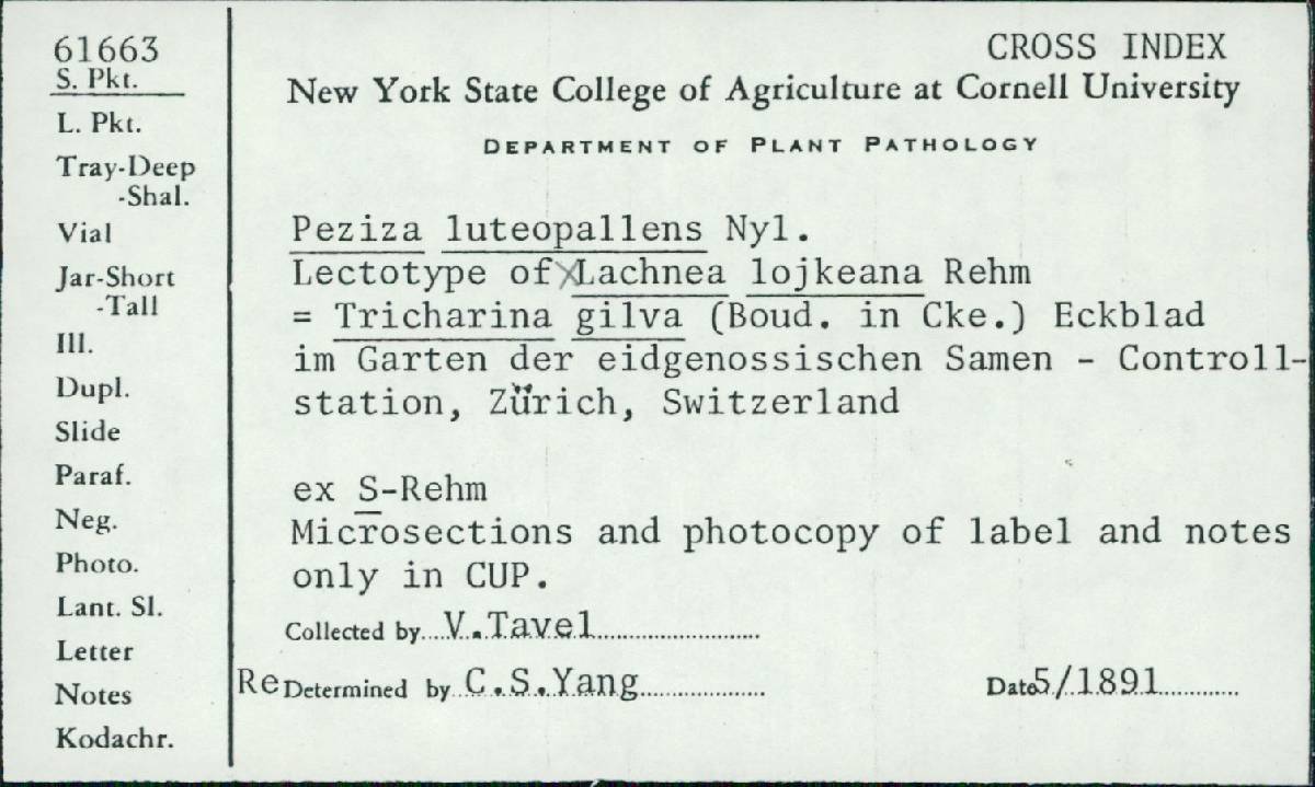 Lachnea lojkaeana image