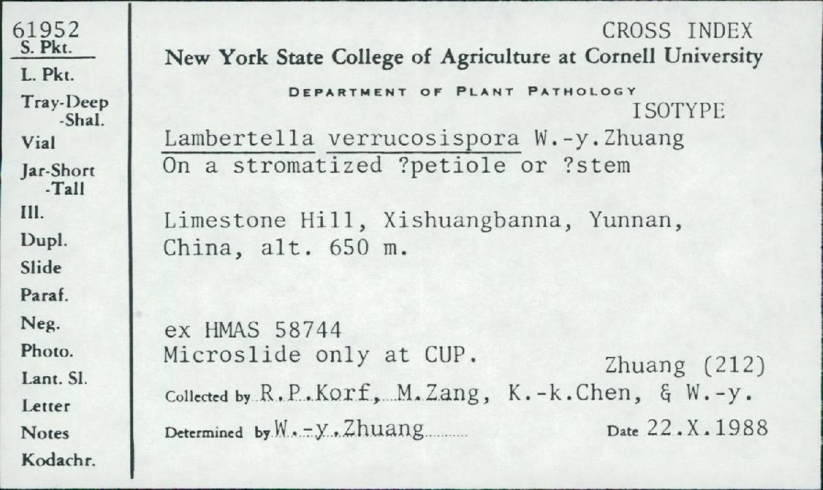 Lambertella verrucosispora image