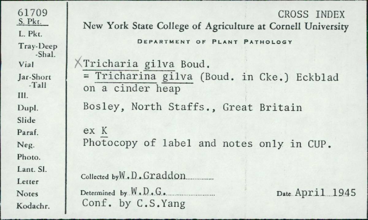 Tricharina gilva image