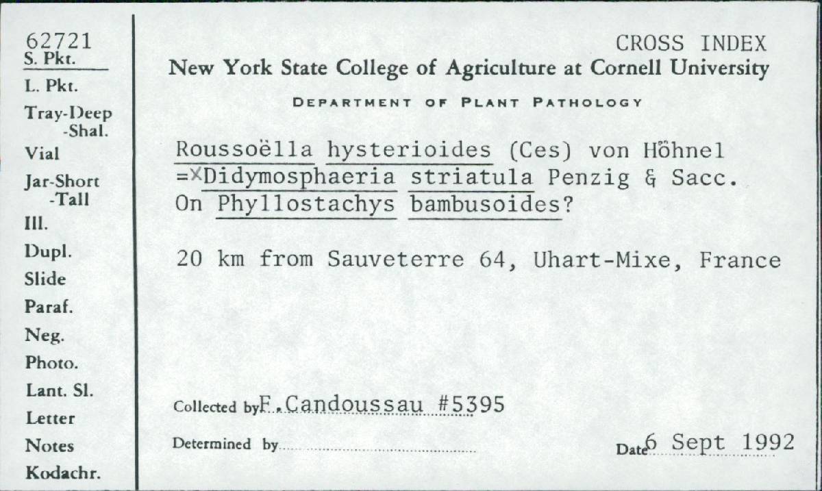 Didymosphaeria image