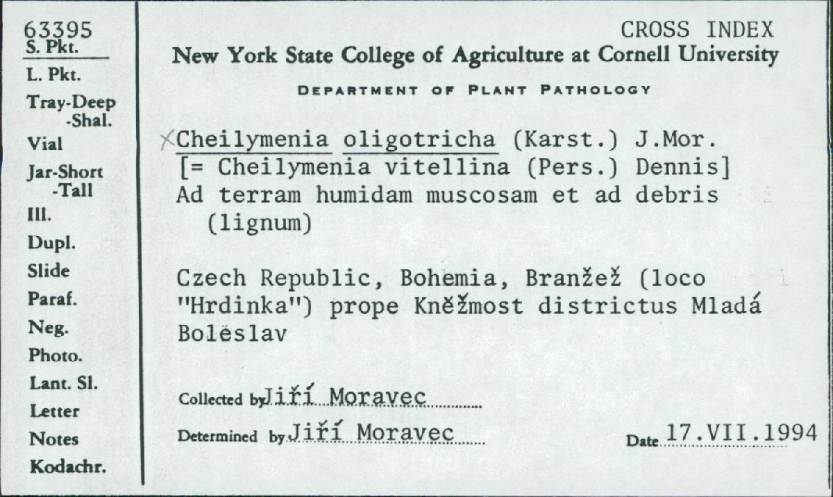 Cheilymenia oligotricha image