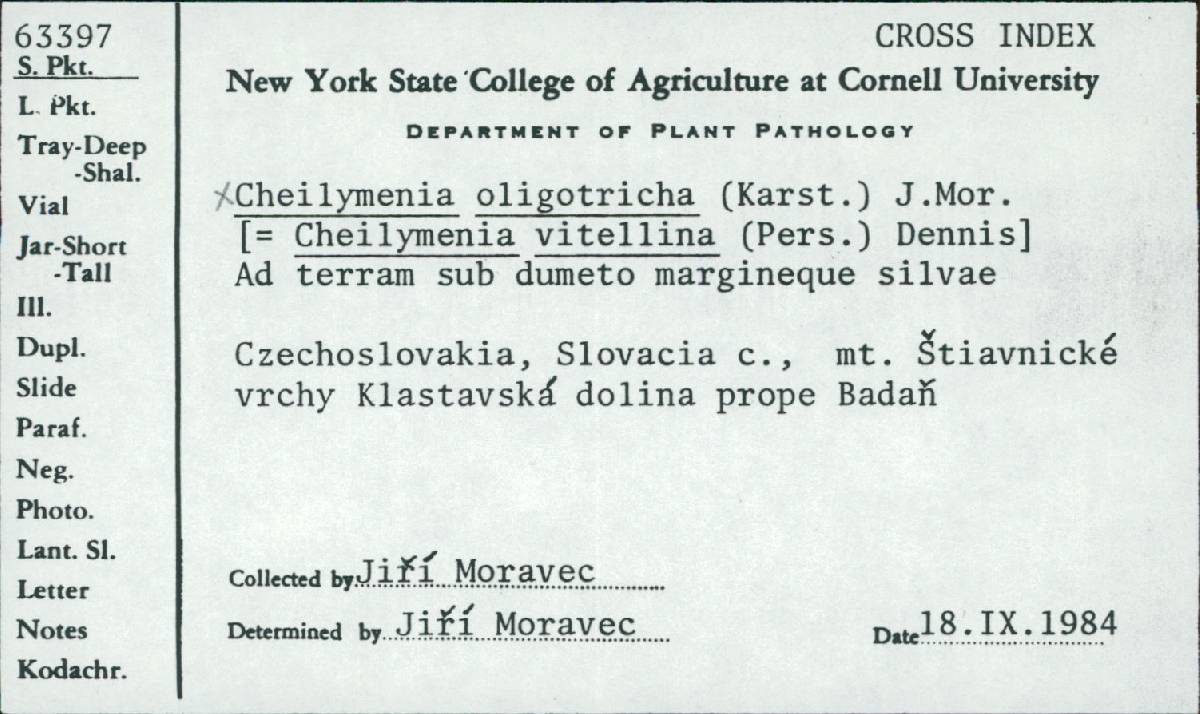 Cheilymenia oligotricha image