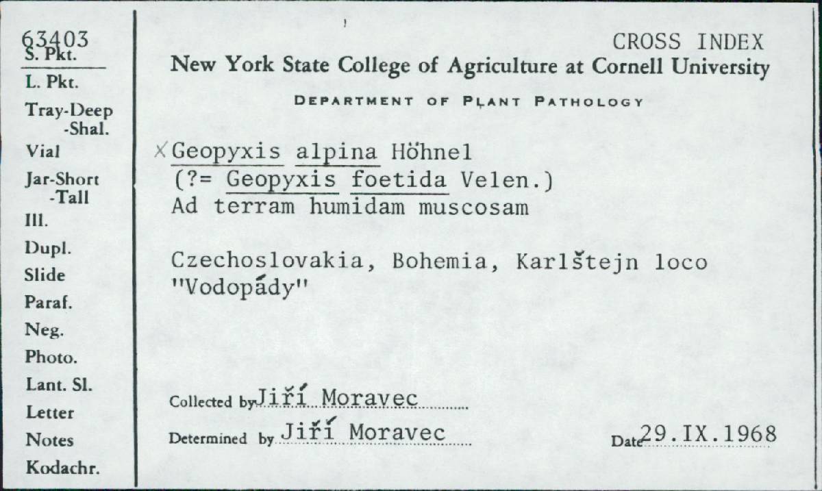 Geopyxis alpina image