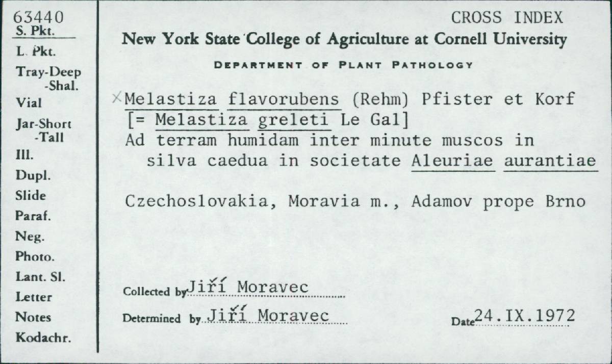 Melastiza flavorubens image