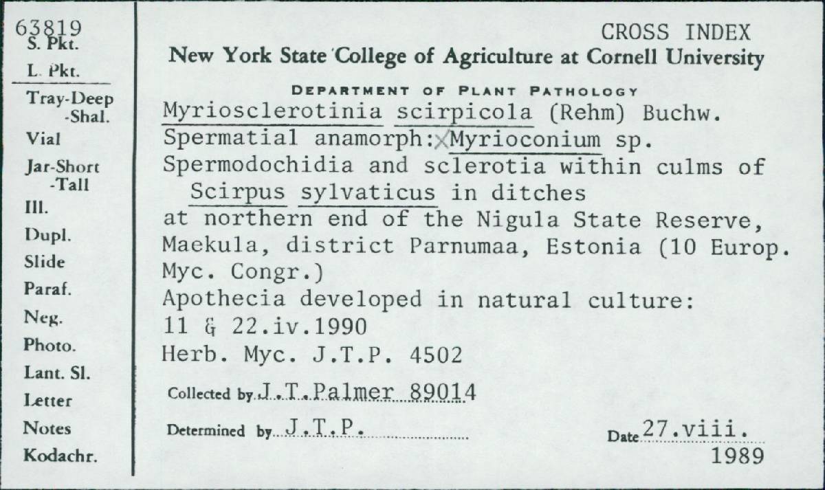 Myriosclerotinia scirpicola image