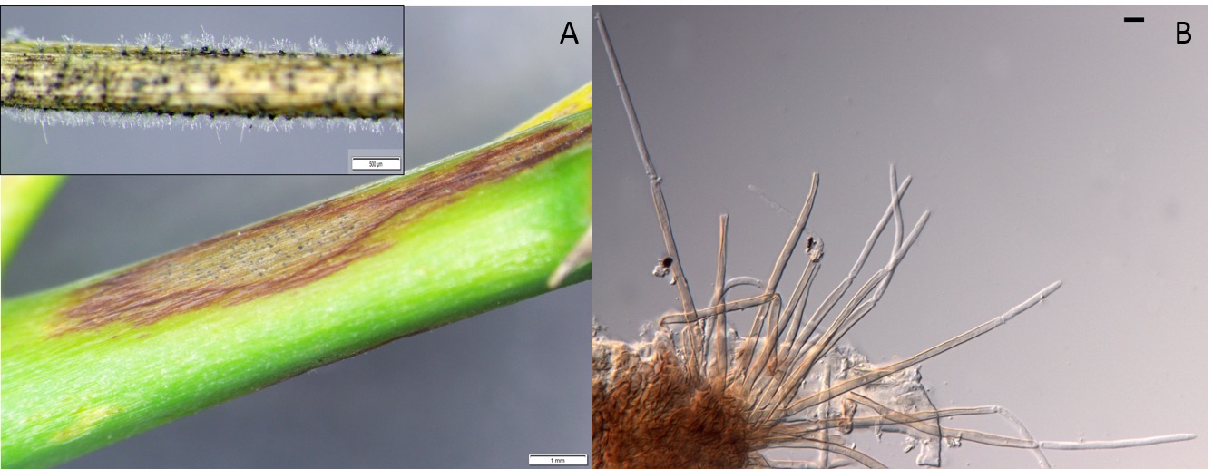 Cercospora asparagi image