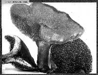 Sarcodon imbricatus image