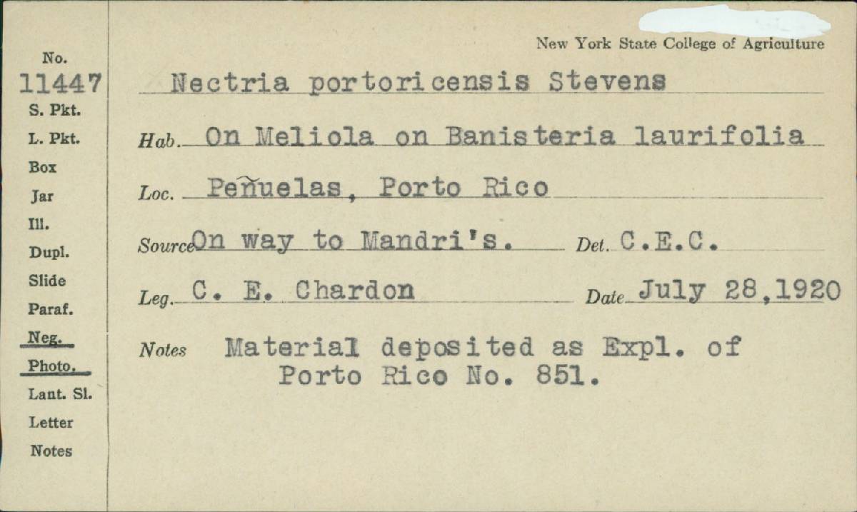 Nectria portoricensis image