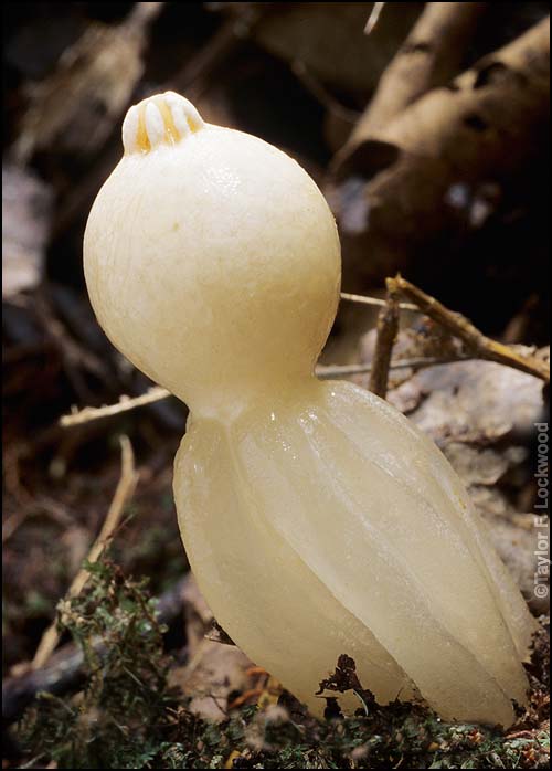 Calostoma insigne image