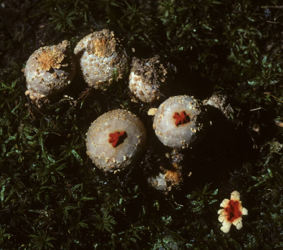 Calostoma image