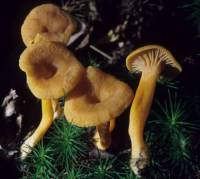 Cantharellus ignicolor image