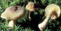 Cantharellus appalachiensis image