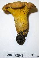 Cantharellus roseocanus image