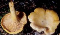 Cantharellus cibarius image