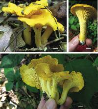 Cantharellus flavus image