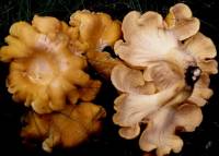 Cantharellus lateritius image