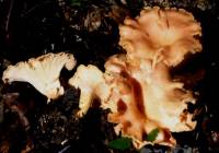 Cantharellus persicinus image