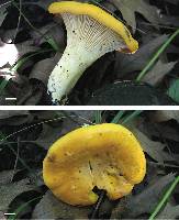 Cantharellus phasmatis image