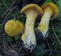 Cantharellus roseocanus image