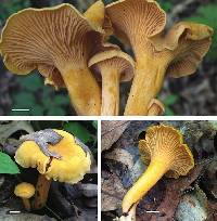 Cantharellus spectaculus image