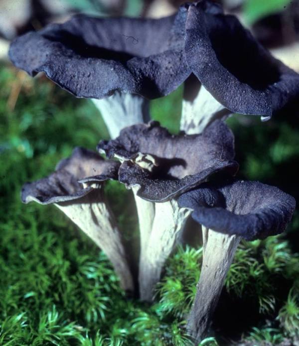 Craterellus fallax image