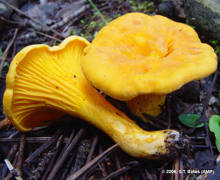 Cantharellus cibarius image