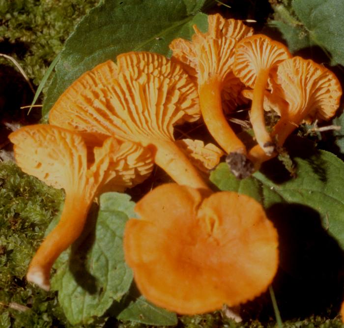 Cantharellus cinnabarinus image