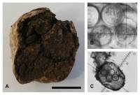 Carbomyces emergens image