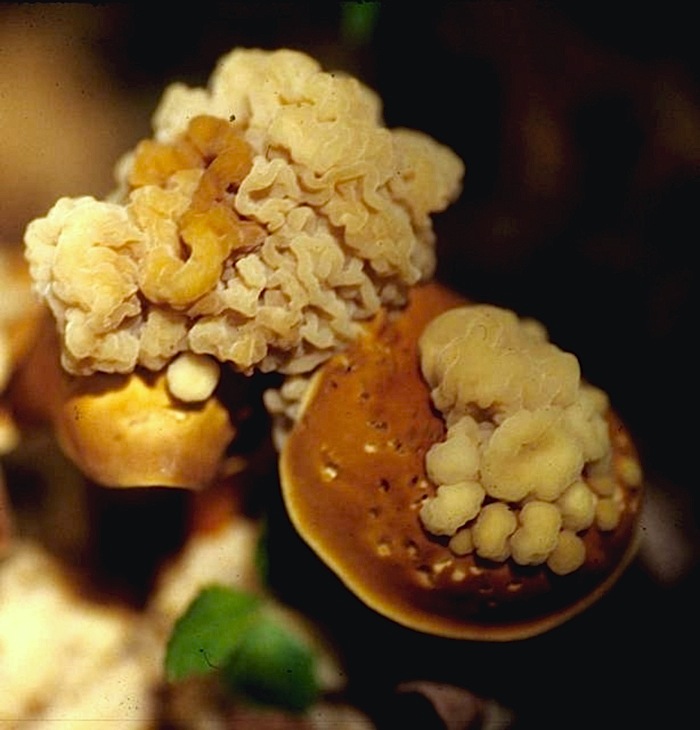 Carcinomycetaceae image