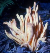 Clavulinopsis aurantiocinnabarina image