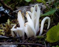 Clavaria fragilis image