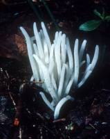 Clavaria fragilis image