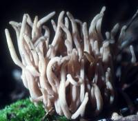 Clavaria fumosa image