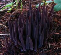 Alloclavaria purpurea image