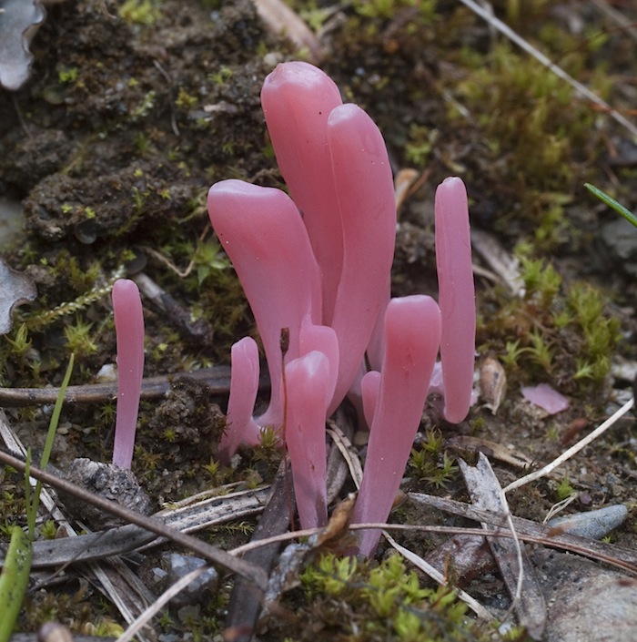 Clavaria rosea image